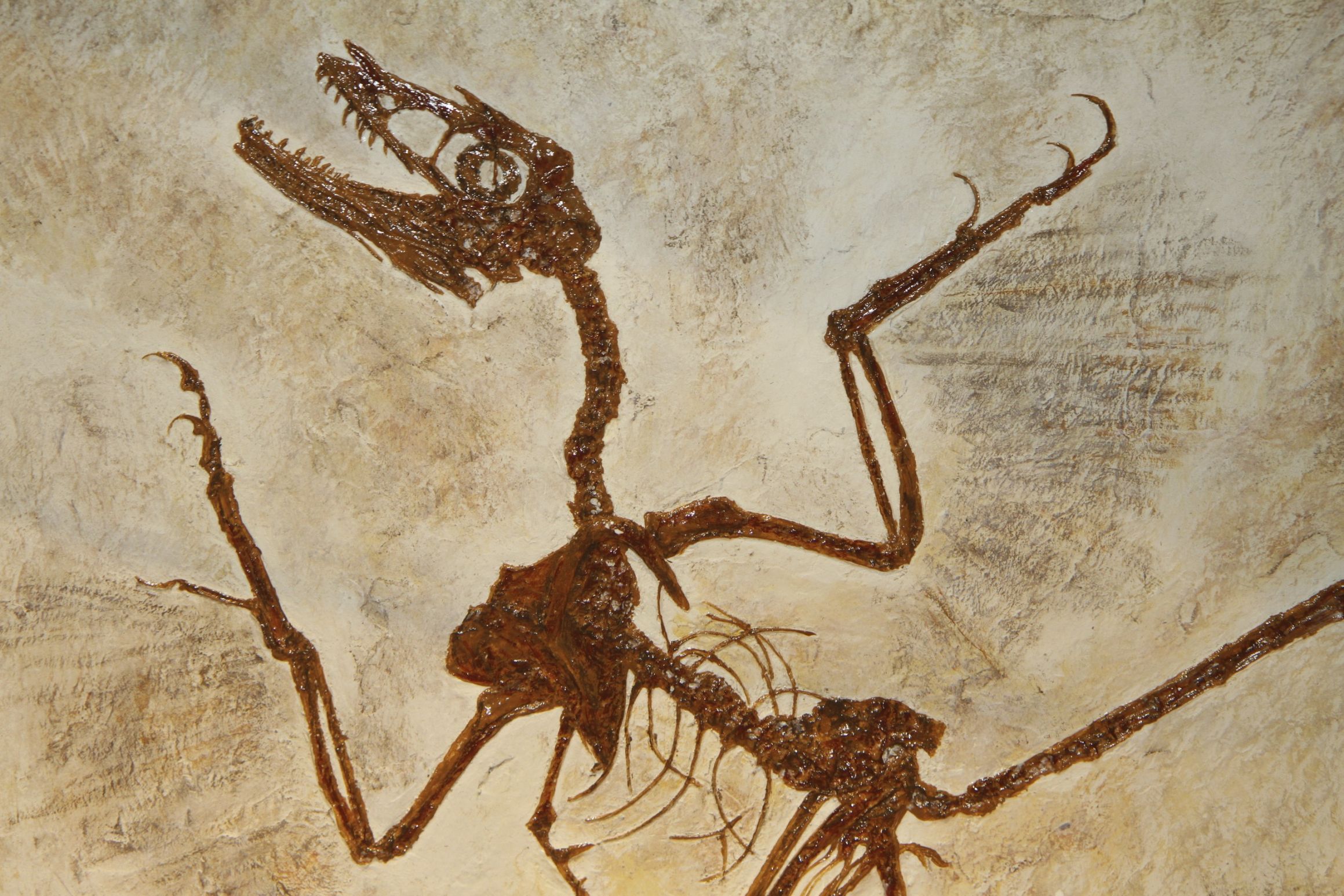 Template meme What N' Fossilization