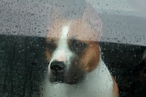 Template meme When you raindrop doesn't win the race.