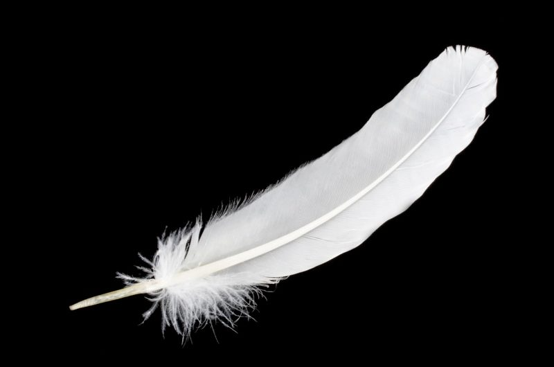 Plantilla de meme White Feather Cowardice