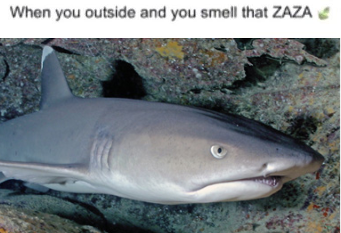 Template meme whitetip reef shark smells that zaza