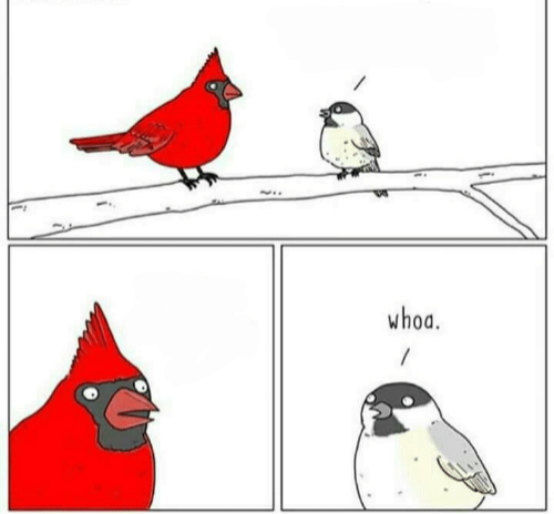 Plantilla de meme Whoa Bird