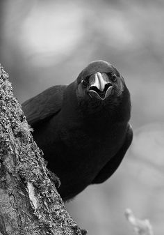 Plantilla de meme Why Raven