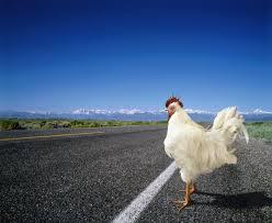 Template meme Why the chicken Cross the road