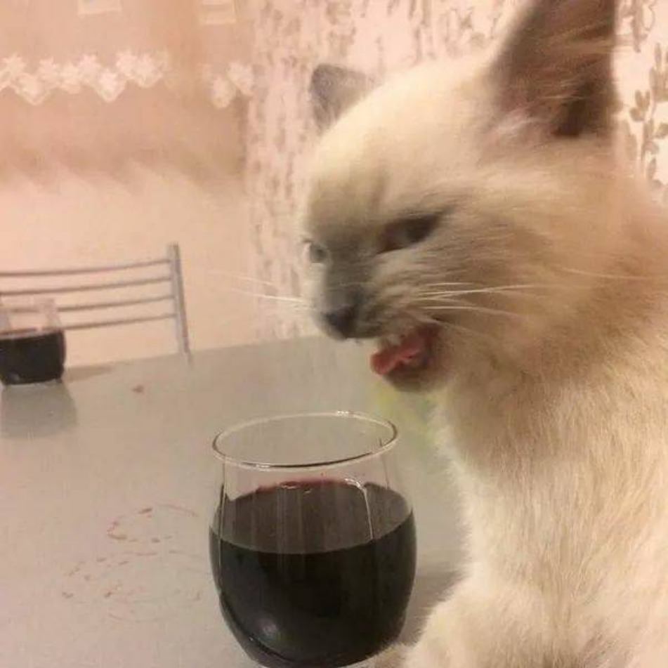 Plantilla de meme Wine Cat
