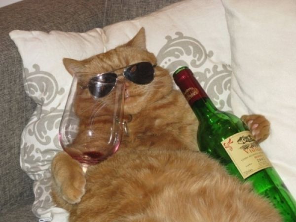 Template meme Wine Cat Birthday