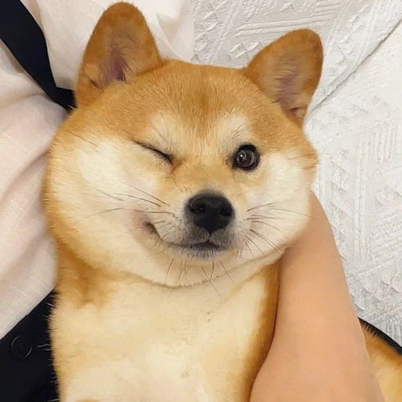 Template meme Winking Shiba Inu