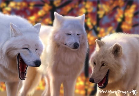 Plantilla de meme Wolf meme