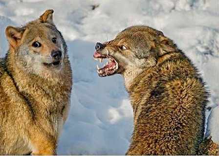 Plantilla de meme Wolf snarling meme/Wolf doge