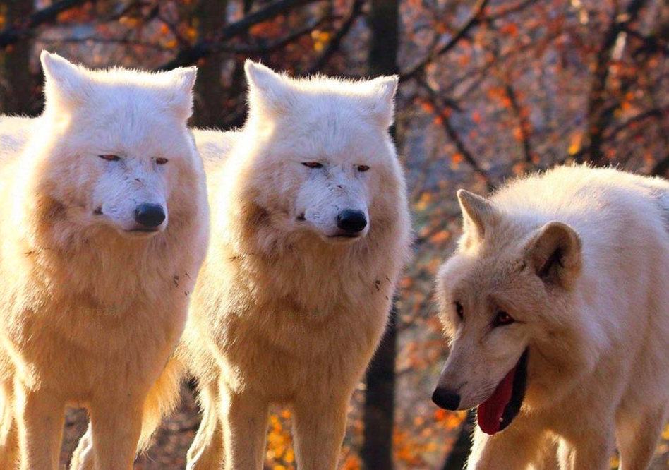Plantilla de meme wolves laughing meme