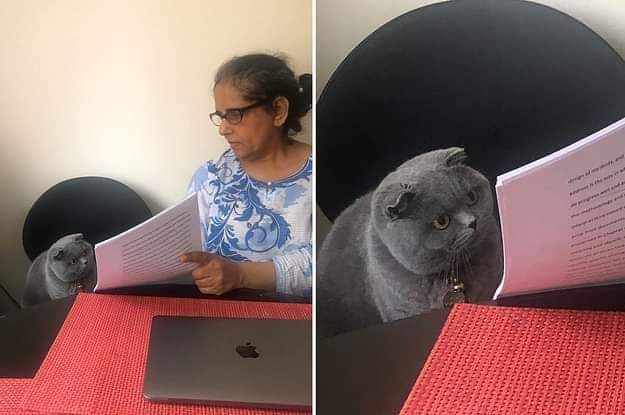 Template meme Woman showing paper to cat