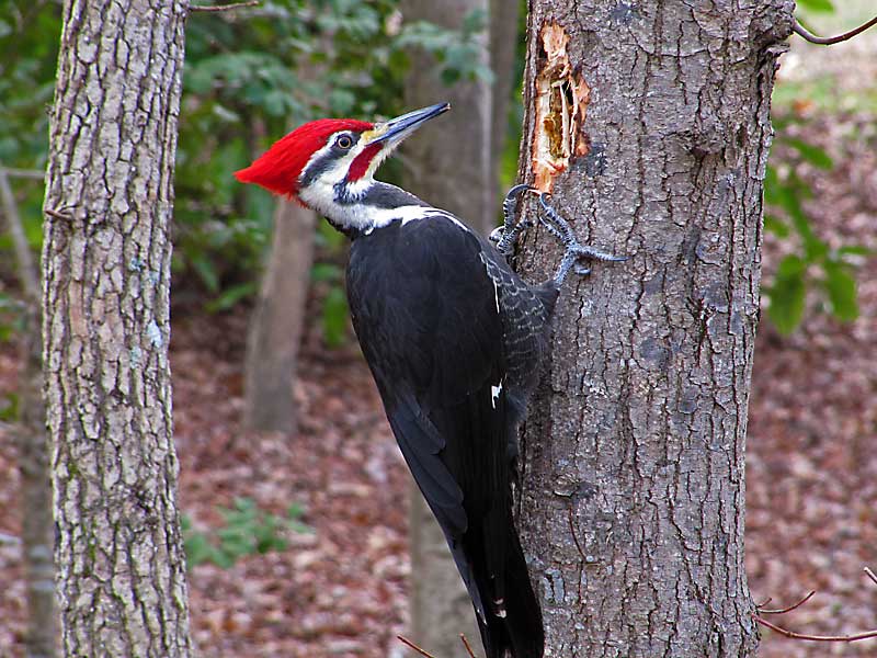 Plantilla de meme Woodpecker