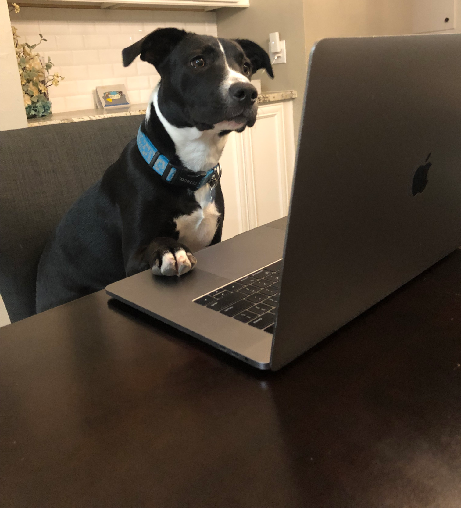 Template meme Working from home dog