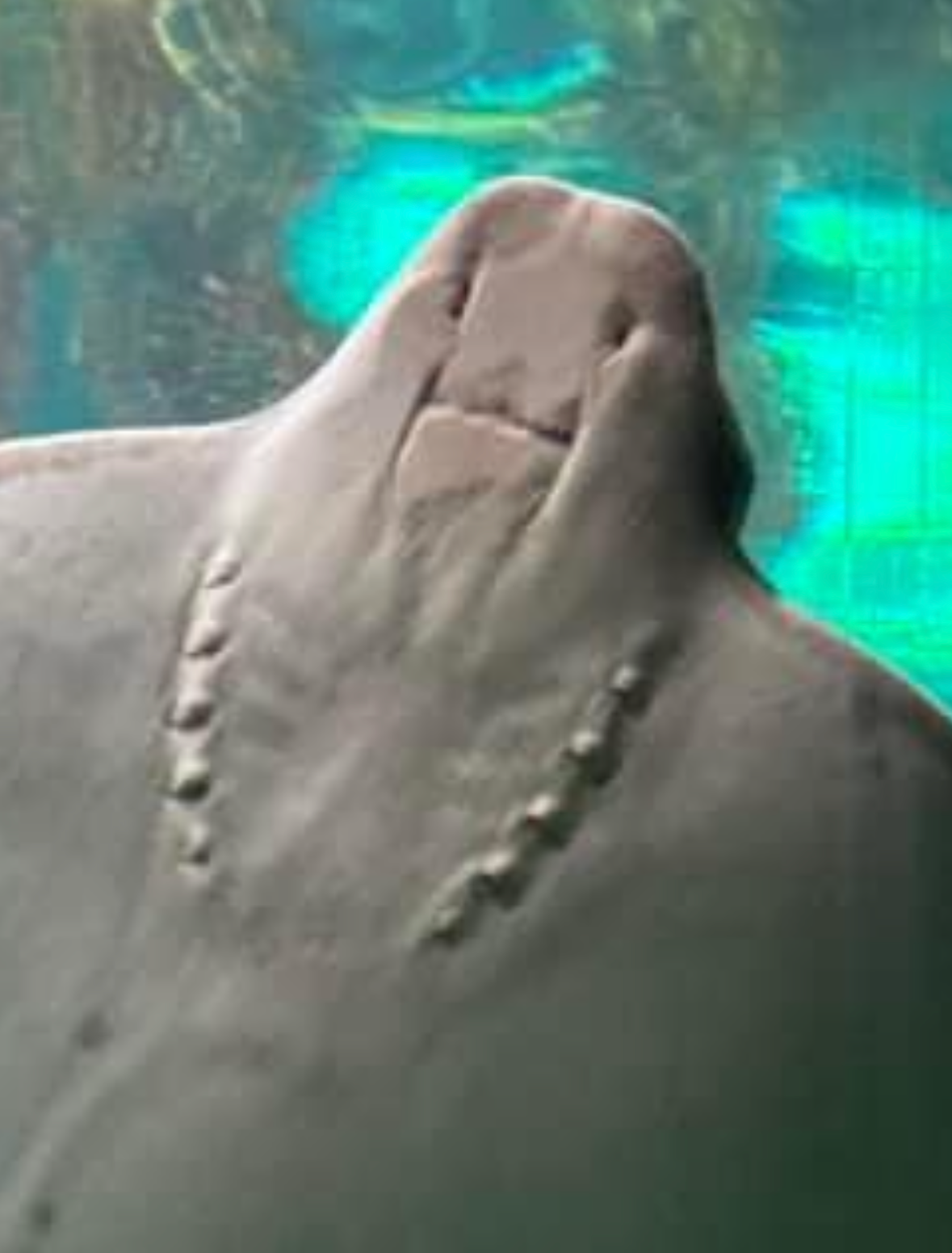 Plantilla de meme Worried Stingray