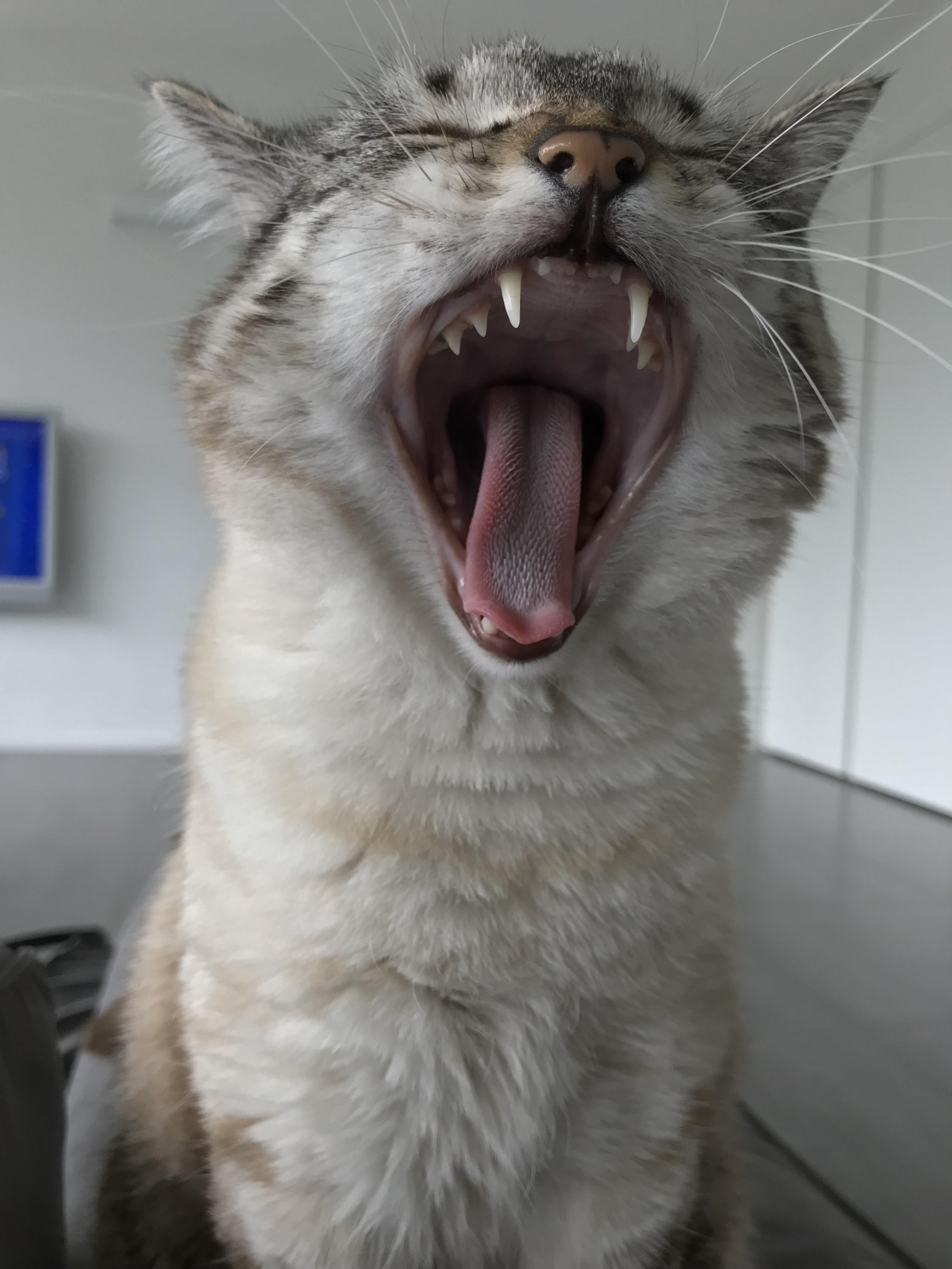Plantilla de meme Yawning Cat