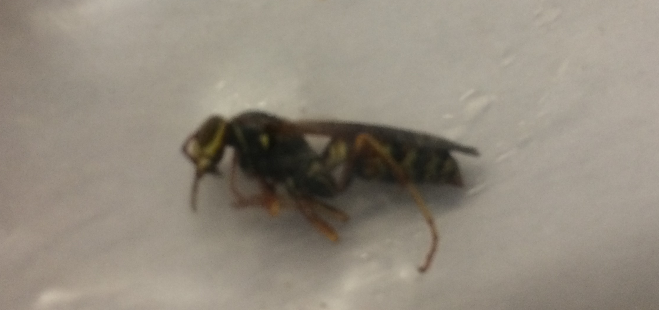 Plantilla de meme yellowjacket