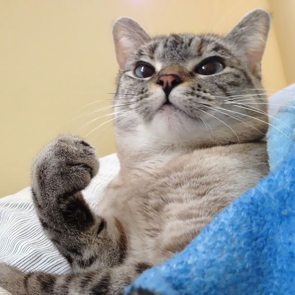Template meme You can do it cat