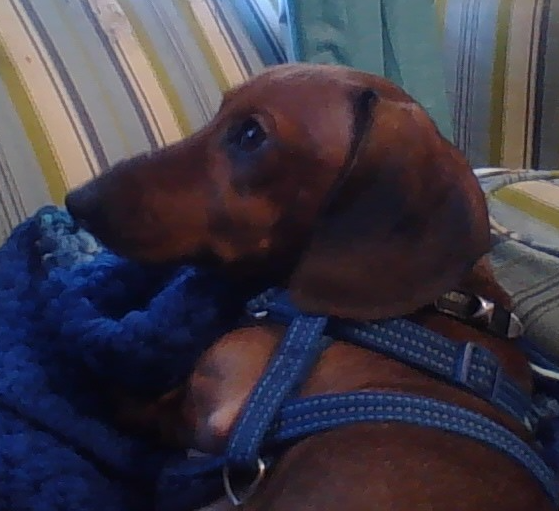 Plantilla de meme zero the puppy